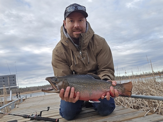 Brook Trout