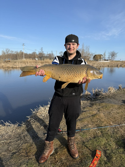 Common Carp