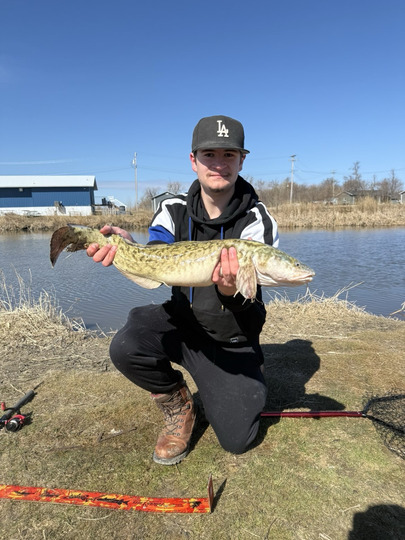 Burbot
