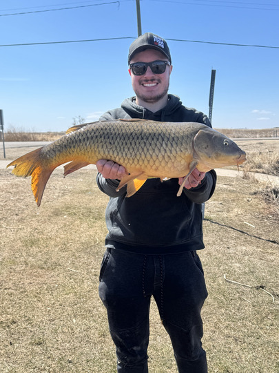 Common Carp