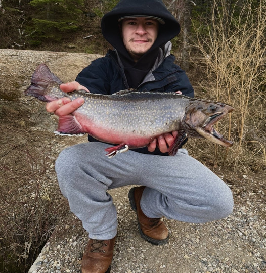 Brook Trout