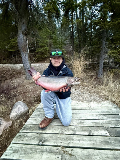 Brook Trout