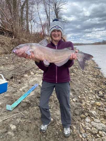 Channel Catfish