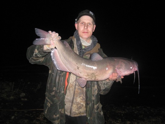 Channel Catfish