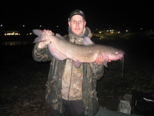 Channel Catfish