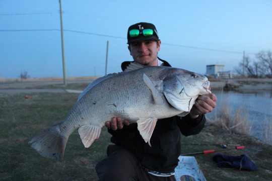 Freshwater Drum