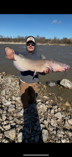 Channel Catfish