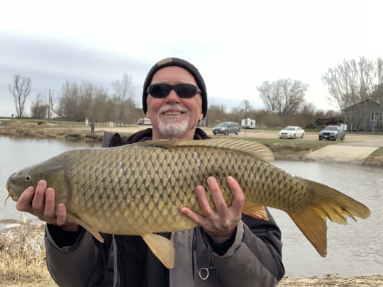 Common Carp