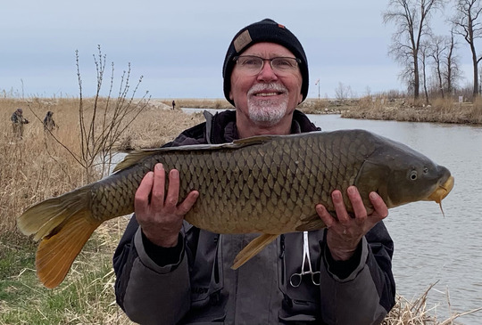 Common Carp