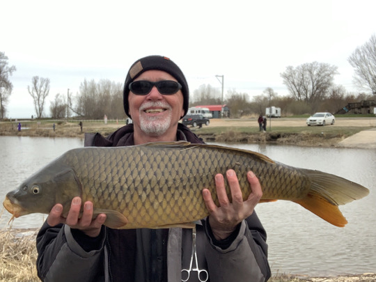 Common Carp