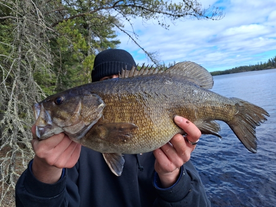 Smallmouth Bass