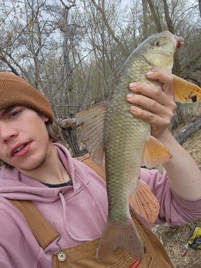 Sucker