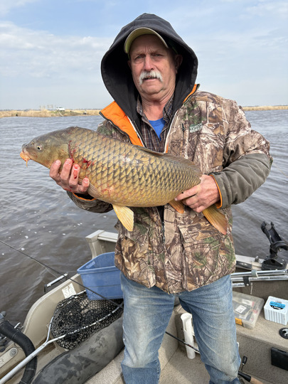Common Carp