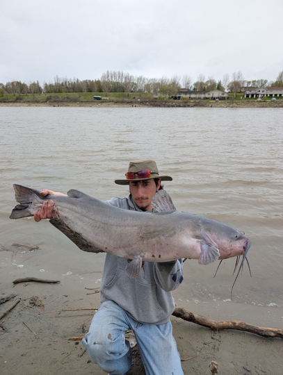 Channel Catfish