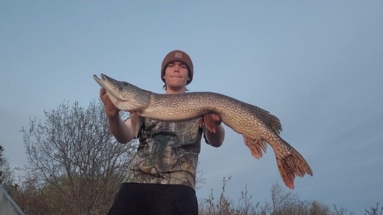 Northern Pike