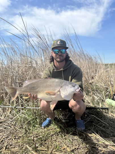 Freshwater Drum