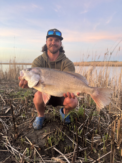 Freshwater Drum