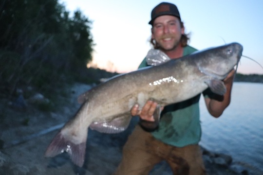 Channel Catfish