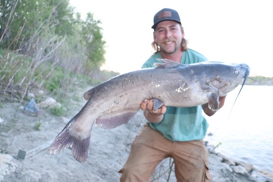 Channel Catfish