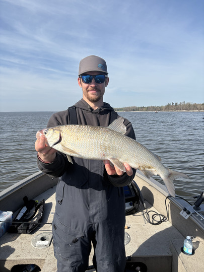 Lake Whitefish