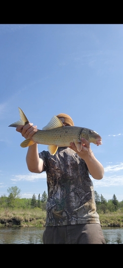 Sucker