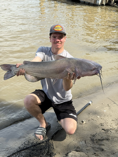 Channel Catfish