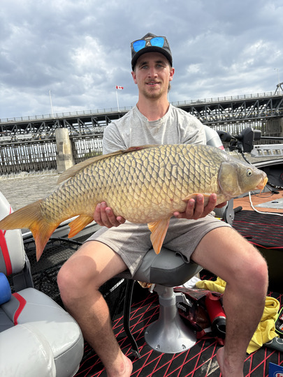 Common Carp