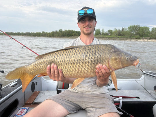 Common Carp