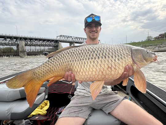 Common Carp