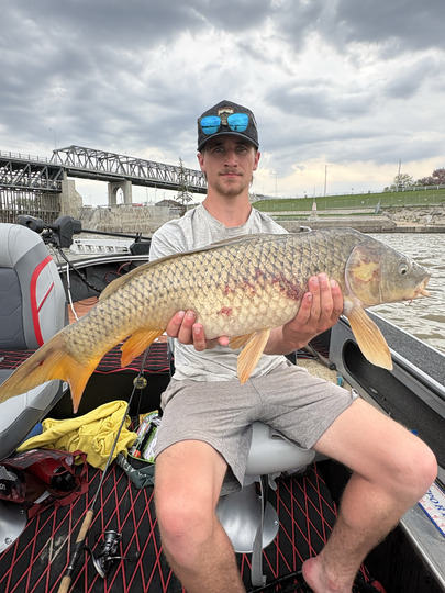 Common Carp