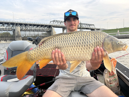 Common Carp
