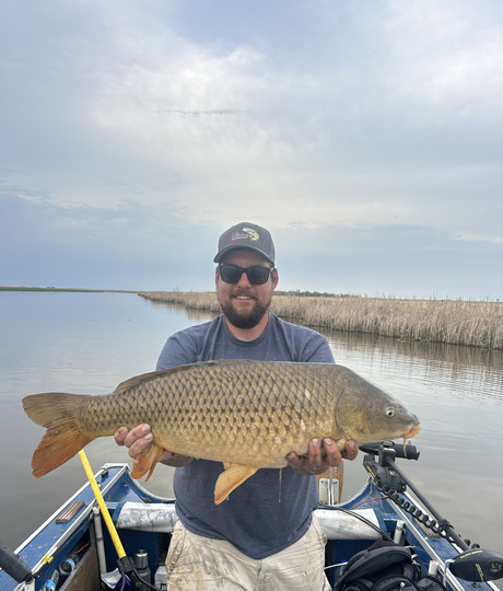 Common Carp