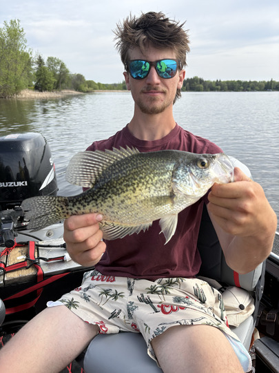 Black Crappie