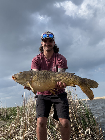 Common Carp