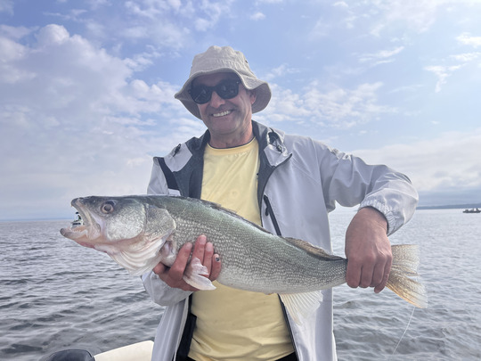 Walleye