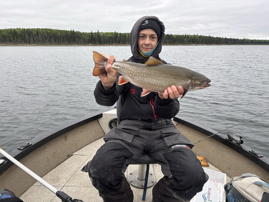 Brook Trout