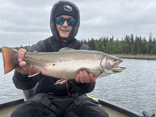Brook Trout