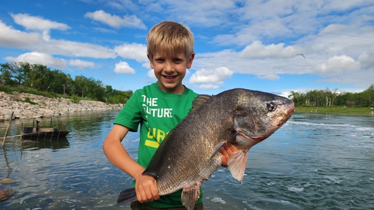 Freshwater Drum