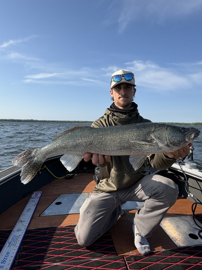 Walleye