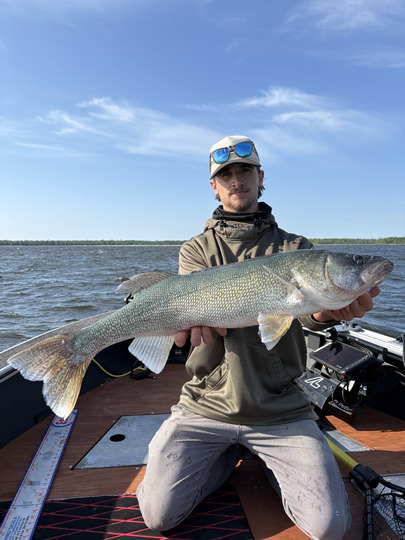 Walleye