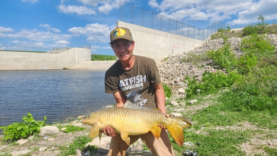 Common Carp
