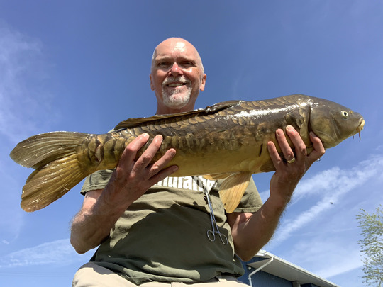 Common Carp