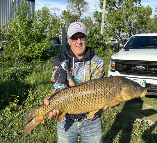 Common Carp