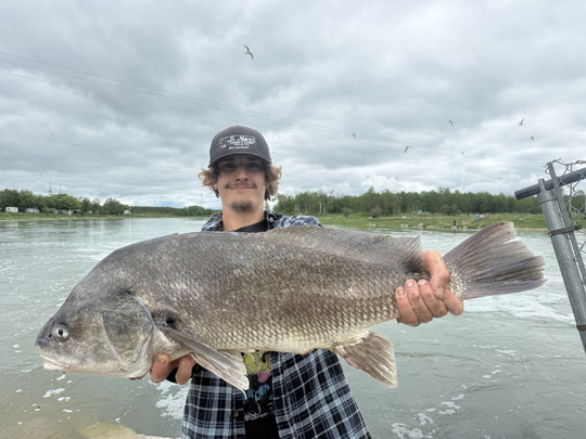 Freshwater Drum