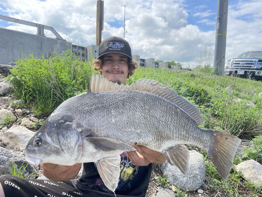 Freshwater Drum