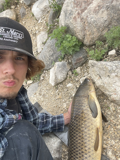 Common Carp