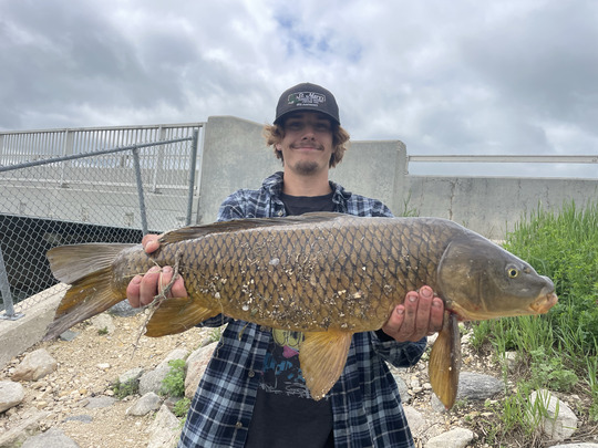 Common Carp