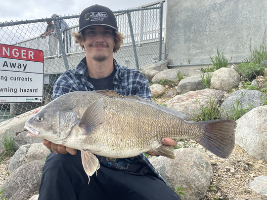 Freshwater Drum