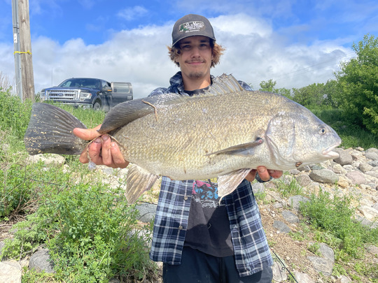 Freshwater Drum
