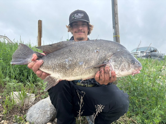 Freshwater Drum